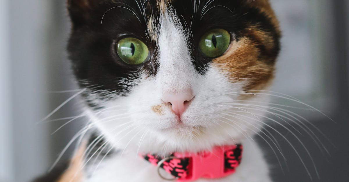 Selecting the Right Service for Furniture Disposal in Brisbane