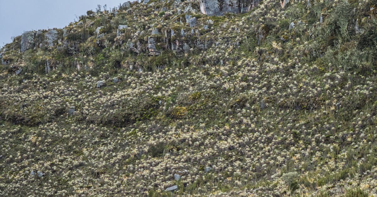 Sustainable Practices in Green Waste Collection in Brisbane