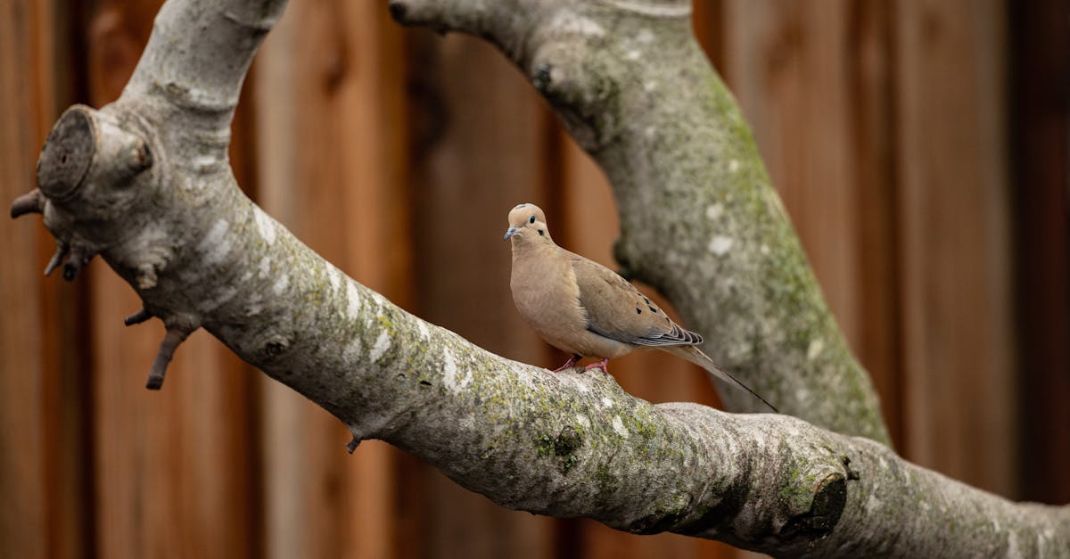 Sustainable Practices in Large Furniture Disposal