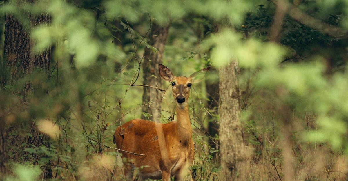 The Role of Community Gardens in Green Waste Solutions