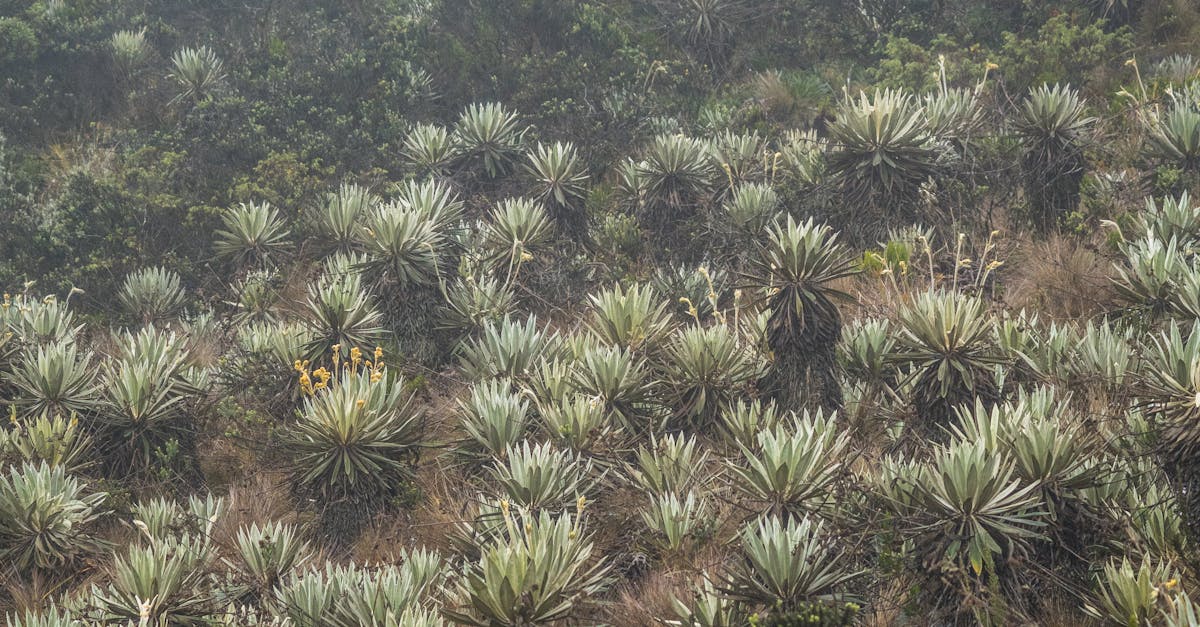 The Role of Residents in Promoting E-waste Recycling in Brisbane